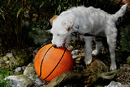 Attacking the basketball