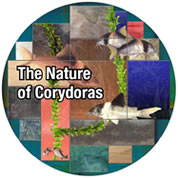 The Nature of Corydoras