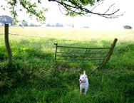 Patty and the holly bush