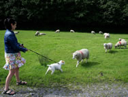 Patty rat and picnic sheep