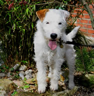 Patty photographed shortly after coming to live with Dr Sands